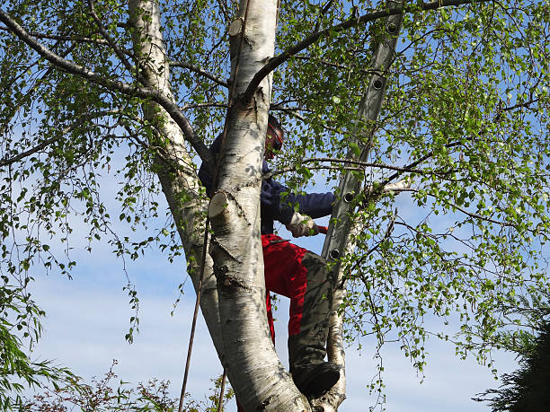 Midland, TX Tree Care Company